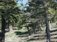 Pacific Crest Trail (PCT) - Wrightwood CA Hiking