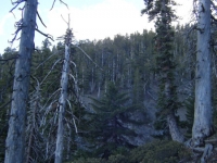 Trees on Mt Baden Powell Trail - Wrightwood CA Hiking