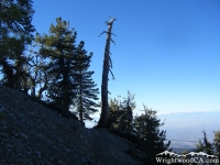 Mt Baden Powell Trail - Wrightwood CA Hiking