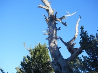 Dead tree on Mt Baden Powell Trail - Wrightwood CA Hiking