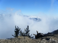 Above the clouds on the Mt Baden Powell Trail - Wrightwood CA Hiking