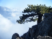 Tree overhanging a cliff on Mt Baden Powell
 - Wrightwood CA Hiking