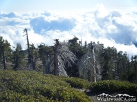 Looking down at trees on the Mt Baden Powell Trail - Wrightwood CA Hiking