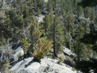 North Backbone Trail - Wrightwood CA Hiking