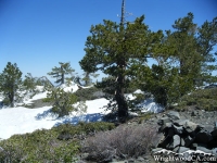 Trees atop Pine Mountain on North Backbone Trail - Wrightwood CA Hiking