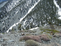 Dawson Peak on North Backbone Trail - Wrightwood CA Hiking