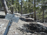 North Backbone Trail intersection with Dawson Peak Trail on Dawson Peak - Wrightwood CA Hiking