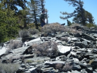 North Backbone Trail - Wrightwood CA Hiking