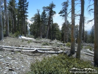 Dawson Peak Trail - Wrightwood CA Hiking