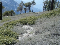 Overgrown thorn bushes on Dawson Peak Trail - Wrightwood CA Hiking