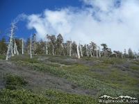 Looking back up toward Dawson Peak from Dawson Peak Trail - Wrightwood CA Hiking