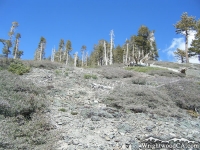 Dawson Peak Trail - Wrightwood CA Hiking