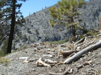 Looking at Pine Mountain Ridge on Dawson Peak Trail - Wrightwood CA Hiking