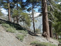 Dawson Peak Trail - Wrightwood CA Hiking