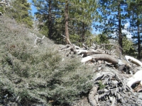 Dawson Peak Trail - Wrightwood CA Hiking