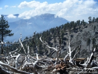 Mt Baden Powell as viewed from Dawson Peak Trail - Wrightwood CA Hiking