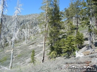 Dawson Peak Trail - Wrightwood CA Hiking