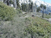 More overgrown thorn bushes on Dawson Peak Trail with Mt Baldy in background - Wrightwood CA Hiking