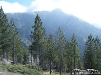 Dawson Peak Trail - Wrightwood CA Hiking