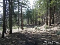 Dawson Peak Trail - Wrightwood CA Hiking