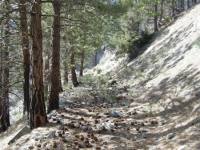 Dawson Peak Trail - Wrightwood CA Hiking