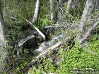 Creek crossing near bottom of Dawson Peak Trail - Wrightwood CA Hiking