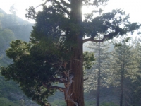 Large tree on Pine Mountain Ridge Trail - Wrightwood CA Hiking