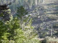 Looking up toward Pine Mountain on Pine Mountain Ridge Trail - Wrightwood CA Hiking