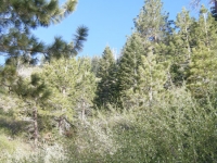 Pine Mountain Ridge Trail - Wrightwood CA Hiking