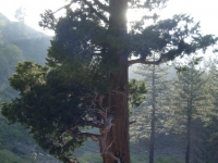 Large tree on the Fish Fork Trail - Wrightwood CA Hiking