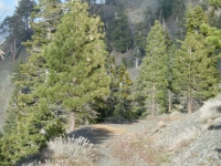 Climbing Pine Mountain Ridge on the Fish Fork Trail - Wrightwood CA Hiking