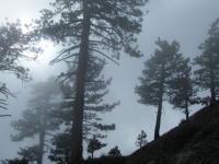 Trees in the fog on the Fish Fork Trail - Wrightwood CA Hiking