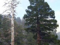 Large trees on the Fish Fork Trail - Wrightwood CA Hiking