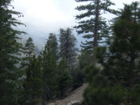 Fish Fork and the Fish Fork Trail - Wrightwood CA Hiking