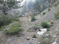 Fish Fork Trail - Wrightwood CA Hiking