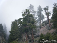 Trees on the Fish Fork Trail - Wrightwood CA Hiking