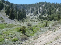 Looking up at Mt Baden Powell on Bighorn Mine Trail - Wrightwood CA Hiking