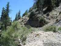 Bighorn Mine Trail - Wrightwood CA Hiking