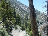 Bighorn Mine Trail - Wrightwood CA Hiking