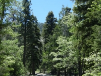 Acorn Trail in Acorn Canyon - Wrightwood CA Hiking