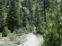 Acorn Trail in Acorn Canyon - Wrightwood CA Hiking