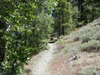 Acorn Trail - Wrightwood CA Hiking