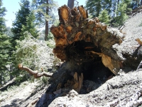 Downed tree on Acorn Trail - Wrightwood CA Hiking
