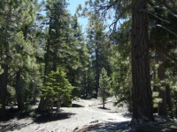 Acorn Trail - Wrightwood CA Hiking