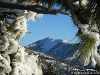 Pine Mountain framed by frozen tree branches at Inspiration Point - Wrightwood CA Mountains