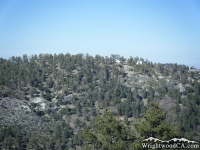Table Mountain - Wrightwood CA Mountains