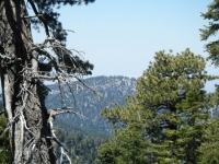 Table Mountain as viewed from the Acorn Trail - Wrightwood CA Mountains