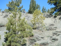 Trees near the top of the Landslide on Wright Mountain - Wrightwood CA Mountains