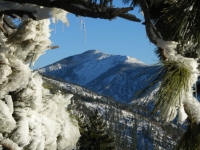 Pine Mountain framed by frozen tree branches - Wrightwood CA Mountains