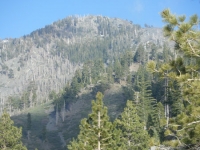 Looking up at Pine Mountain from the Fish Fork/Pine Mountain Ridge Trail. - Wrightwood CA Mountains